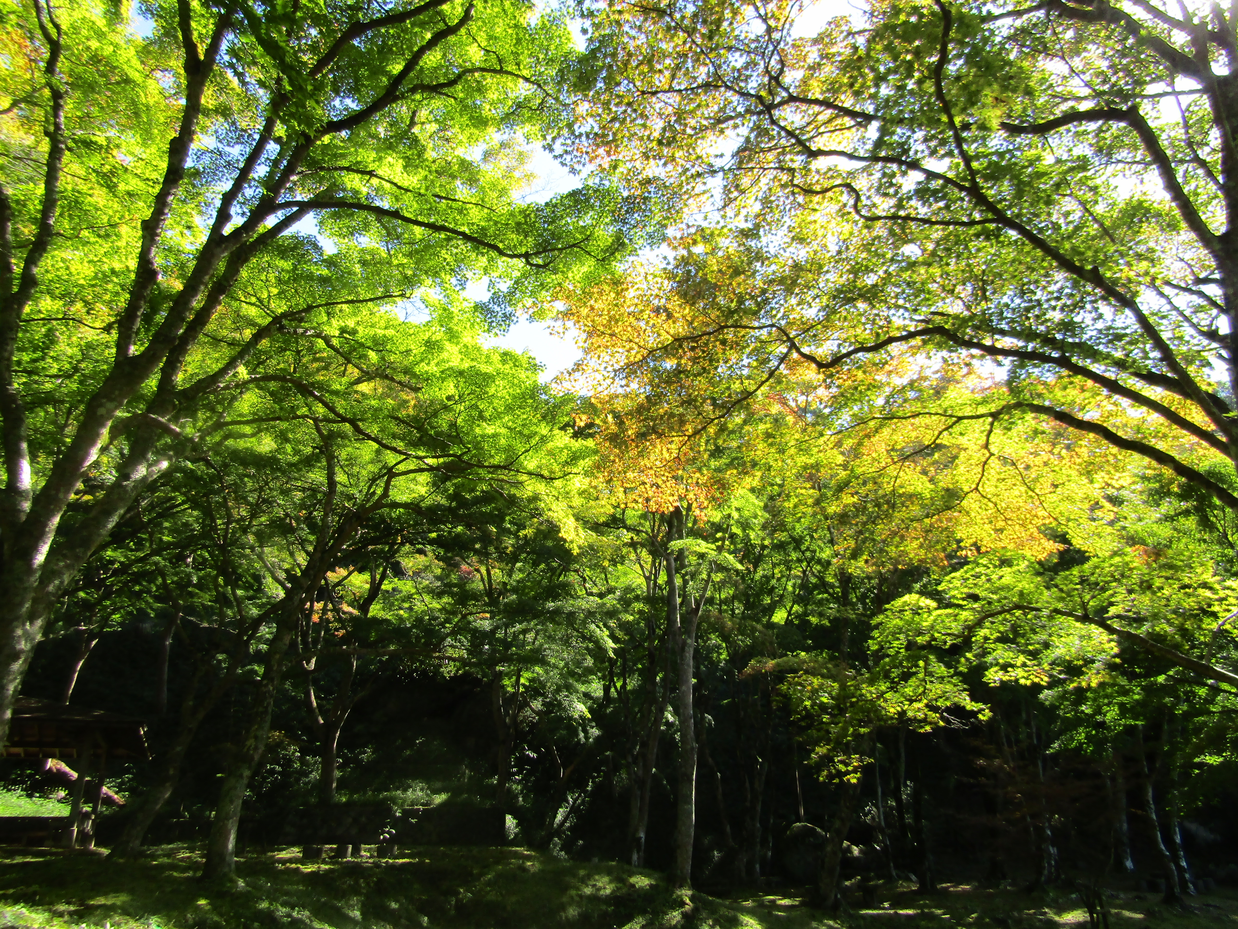 もみじ公園の紅葉